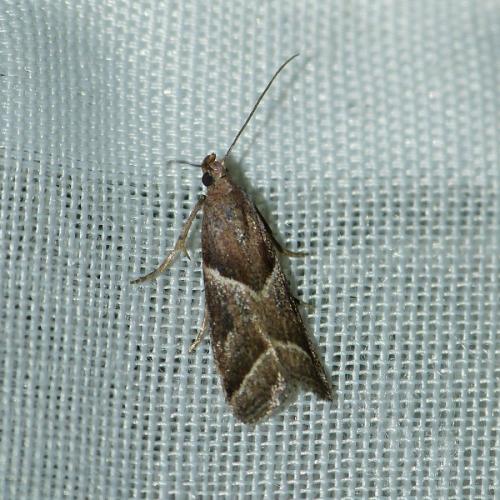 Nyctegretis sp.